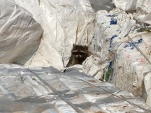 De wasbeermoeder zat met vijf jongen verstopt in een lading afvalplastic uit Duitsland