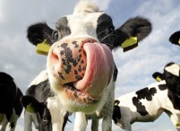 Gemeenten willen statiegeld op PET-flesjes en blikjes - koeien ziek