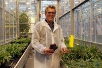 Vlaams instituut ILVO gaat veel meer rubberpaardenbloemen verbouwen  