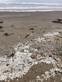 Ecologen doen onderzoek plastic vervuiling Wadden