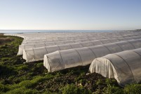 Sabo brengt nieuwe UV-stabilisator voor agrarische toepassing