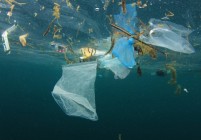 Aangespoelde potvis op Sardinië vol met afvalplastic 
