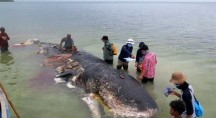Deze walvis stierf door zes kilogram aan plastic in zijn spijsverteringssysteem en hij is geen uitzondering. National Geographic zendt in zijn actiemaand juni verschillende programma's uit met als thema Stop met Plastic