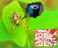 Spinnenzijde inspireert tot nieuwe klasse van functionele polymeren
