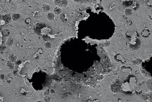 Beeld door een elektronenmicroscoop van gaten (zwart) in plastic veroorzaakt door bacteriële afbraak. (Foto: HZI/Rohde)