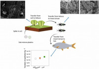 Nanoplastics klimmen op in de voedselketen, van planten naar insecten en van insecten naar vissen