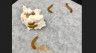Meelwormen eten piepschuim - en blijven zelf goed voer (video)